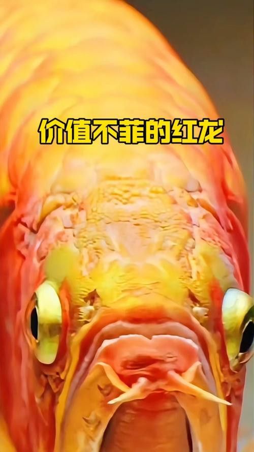 紅龍魚的品種與區別圖解圖片視頻 紅龍魚的品種與區別圖解圖片視頻 龍魚百科 第42張