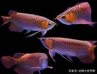 龍魚溫度多少度合適養魚呢，龍魚養殖水溫監控方法