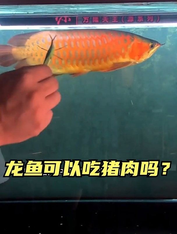 銀龍魚能吃豬肉嗎？