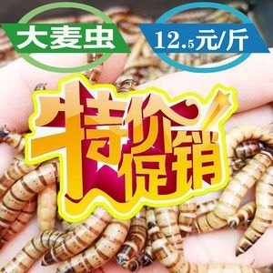 金龍魚吃大麥蟲后拒食了會(huì)死嗎：金龍魚吃大麥蟲會(huì)死嗎？