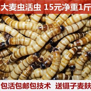 金龍魚吃大麥蟲后拒食了會(huì)死嗎：金龍魚吃大麥蟲會(huì)死嗎？