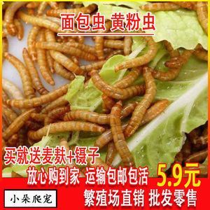金龍魚吃大麥蟲后拒食了會(huì)死嗎：金龍魚吃大麥蟲會(huì)死嗎？