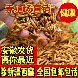 金龍魚吃大麥蟲后拒食了會(huì)死嗎：金龍魚吃大麥蟲會(huì)死嗎？
