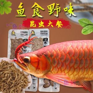 金龍魚吃大麥蟲后拒食了會(huì)死嗎：金龍魚吃大麥蟲會(huì)死嗎？