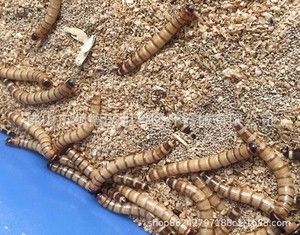 金龍魚吃大麥蟲后拒食了會(huì)死嗎：金龍魚吃大麥蟲會(huì)死嗎？