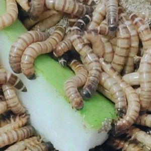 金龍魚吃大麥蟲后拒食了會(huì)死嗎：金龍魚吃大麥蟲會(huì)死嗎？