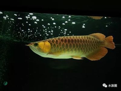 龍魚是不是很難養(yǎng)的品種：龍魚養(yǎng)殖的常見誤區(qū) 龍魚是不是很難養(yǎng)的品種：龍魚養(yǎng)殖的常見誤區(qū) 龍魚百科 第4張