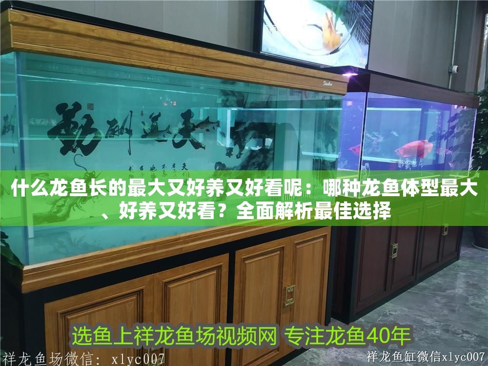 什么龍魚長的最大又好養又好看呢：哪種龍魚體型最大、好養又好看？全面解析最佳選擇