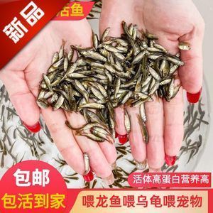龍魚喂飼料魚吃不吃：龍魚可以接受飼料作為食物來源嗎？