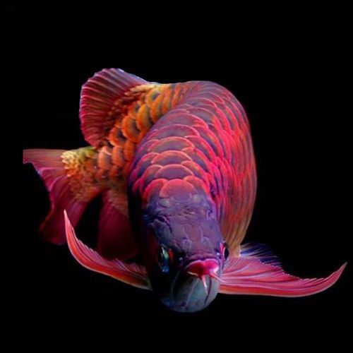 目前什么品牌的紅龍魚最好養(yǎng)的魚