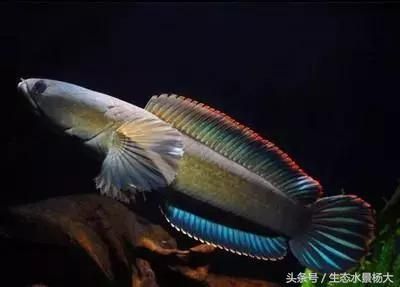 彩虹雷龍的養殖和飼養技巧：關于彩虹雷龍的趣聞軼事
