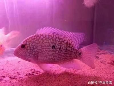 龍魚鱗片上有白色的毛 龍魚鱗片上有白色的毛 龍魚百科 第1張