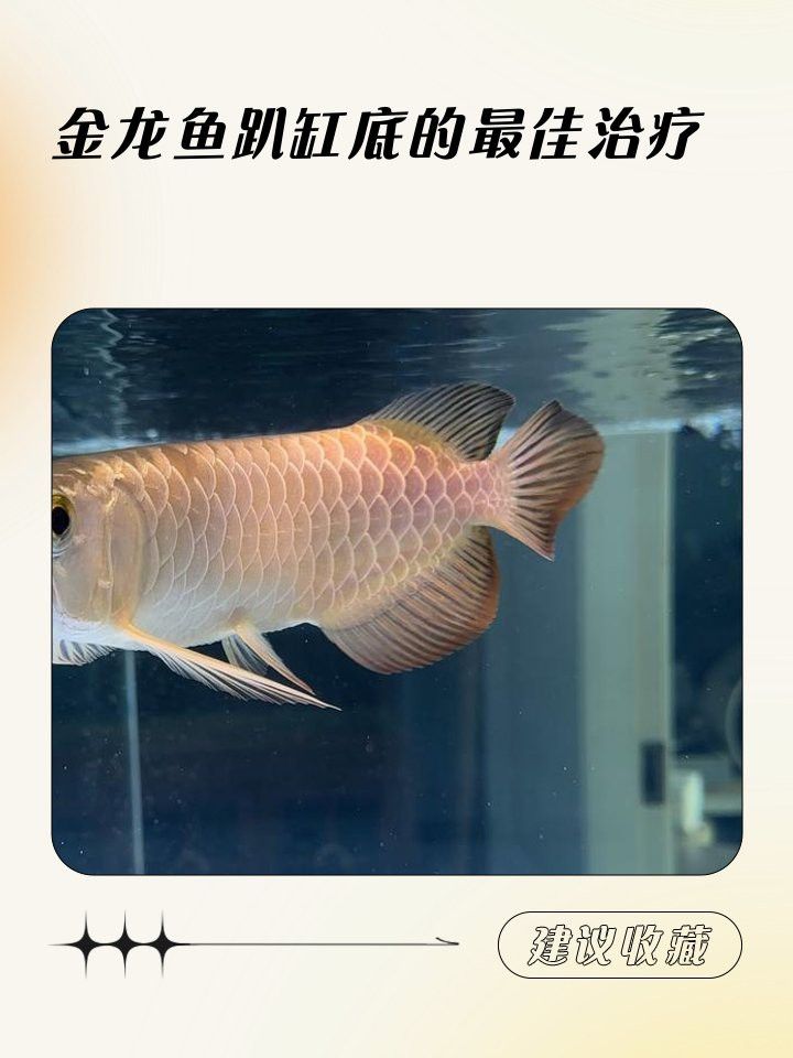 哪些藥物是金龍魚(yú)恢復(fù)的必備品？ 哪些藥物是金龍魚(yú)恢復(fù)的必備品？ 龍魚(yú)百科 第4張