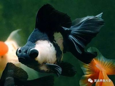 龍魚耐餓嗎（龍魚具有一定的耐餓能力但長時間饑餓對它們的健康不利）