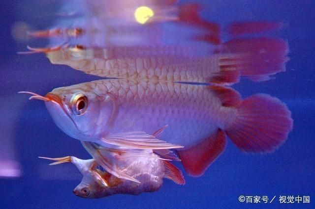 龍魚怎么養最好，關于龍魚養護的詳細指南