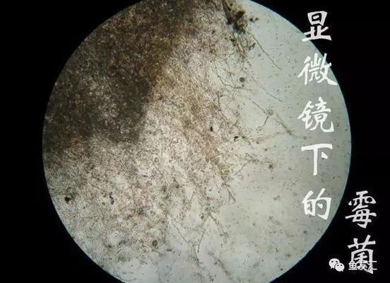 龍魚得了水霉怎么辦：龍魚得了水霉病怎么辦 龍魚得了水霉怎么辦：龍魚得了水霉病怎么辦 龍魚百科 第1張