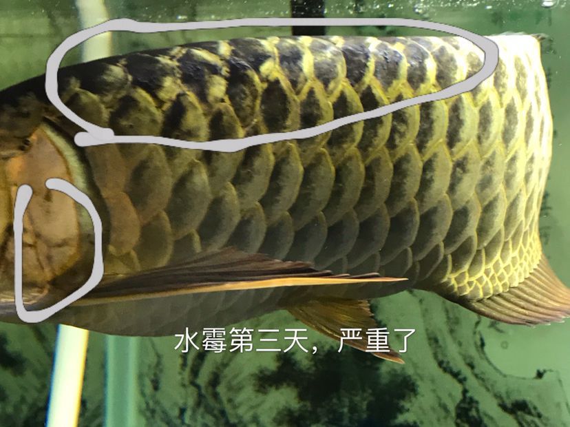 龍魚得了水霉怎么辦：龍魚得了水霉病怎么辦 龍魚得了水霉怎么辦：龍魚得了水霉病怎么辦 龍魚百科 第3張