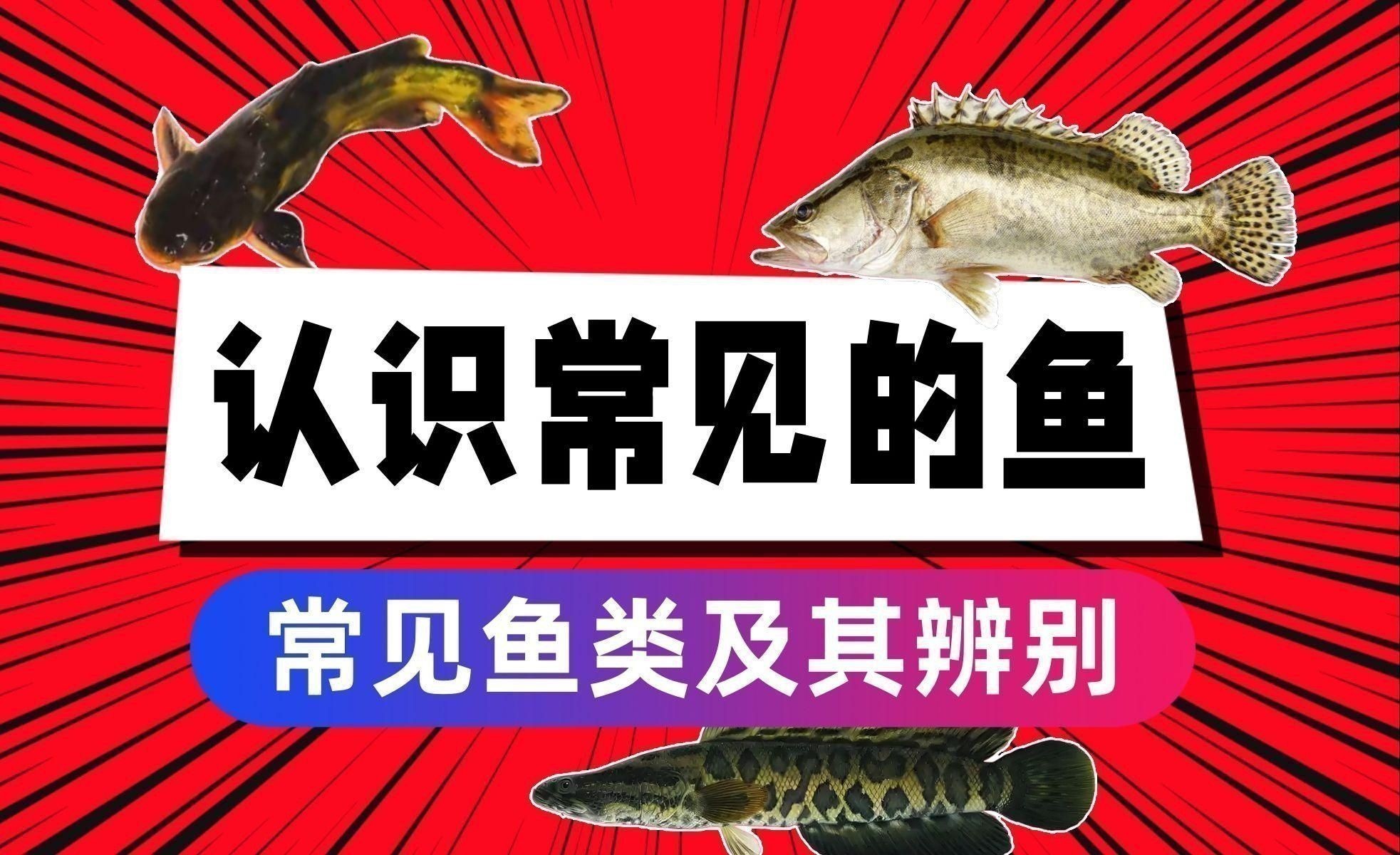 能詳細介紹一下這些魚的特點嗎？