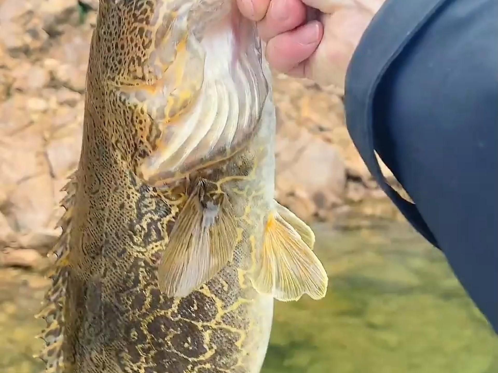能詳細介紹一下這些魚的特點嗎？