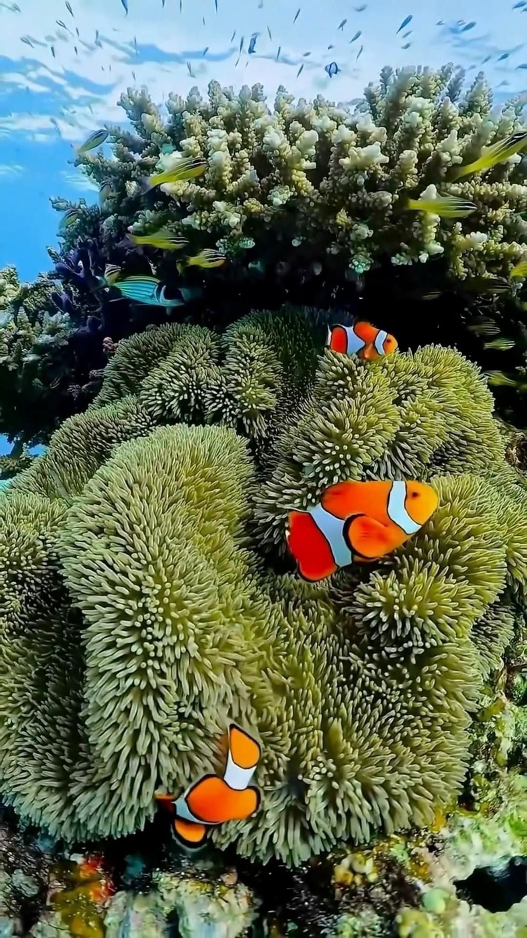 能詳細介紹一下這些魚的特點嗎？