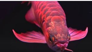 龍魚眼向下（龍魚眼向下可能由多種因素引起，可能由多種因素引起） 龍魚眼向下（龍魚眼向下可能由多種因素引起，可能由多種因素引起） 龍魚百科 第4張