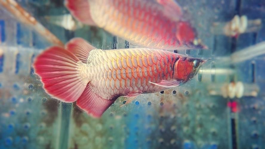 藍底過背金龍魚圖片高清圖