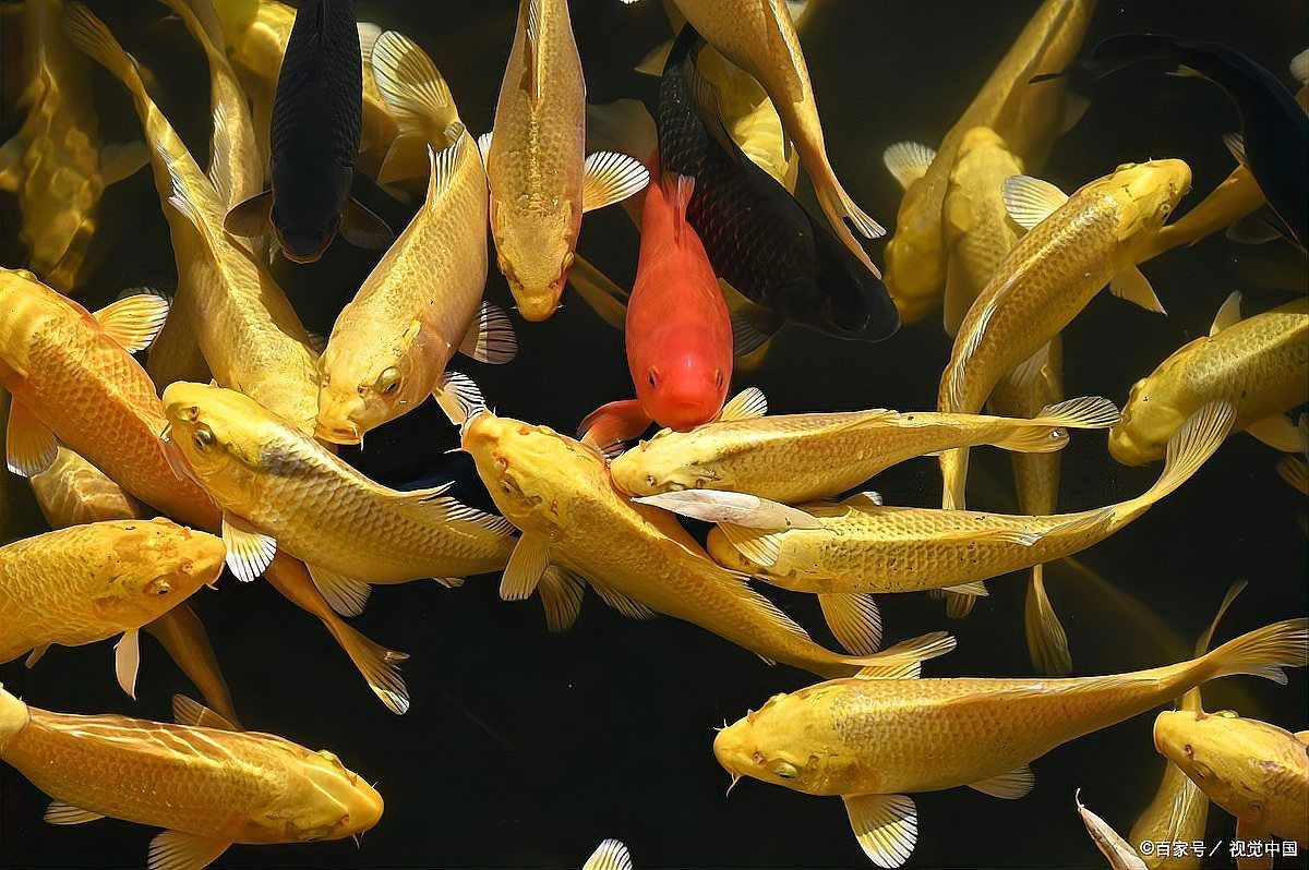 金色鯉魚值錢嗎