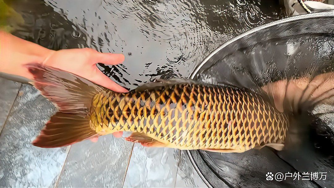 金色鯉魚值錢嗎