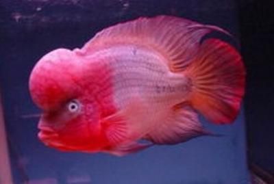 紅龍魚鱗發黑是什么原因：紅龍魚鱗片發黑是什么原因