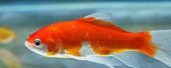 紅龍魚鱗發黑是什么原因：紅龍魚鱗片發黑是什么原因