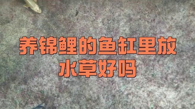 錦鯉魚缸可以養水草嗎