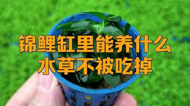 錦鯉魚缸可以養水草嗎