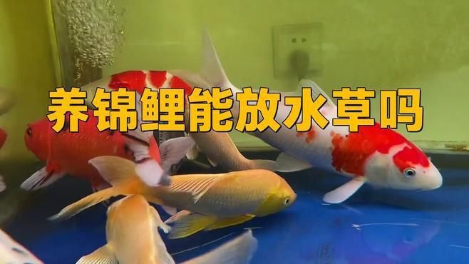 錦鯉魚缸可以養水草嗎
