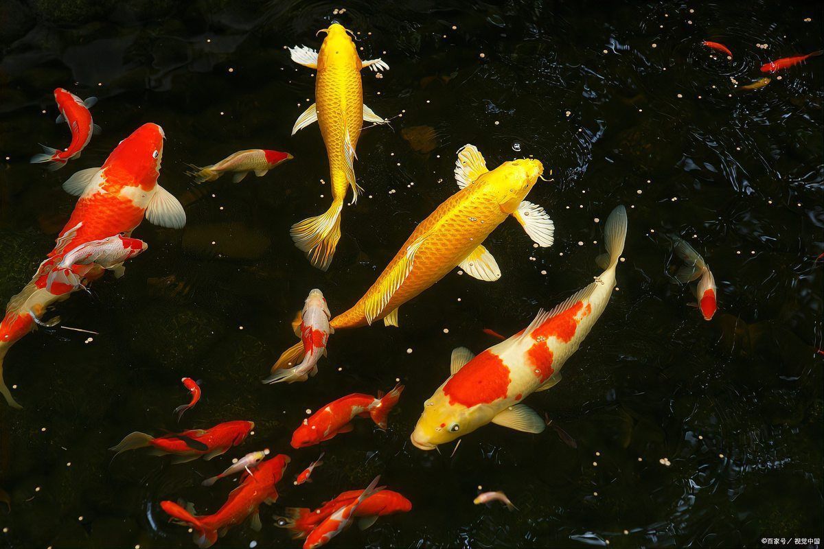 錦鯉魚缸可以養水草嗎
