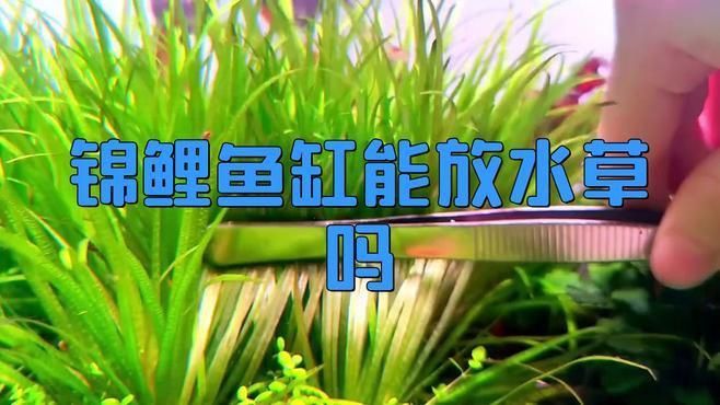 錦鯉魚缸可以養水草嗎