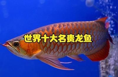 龍魚總在中層游咋回事（龍魚總在中層游咋回事龍魚在水族箱中的游動層可能受到多種影響）