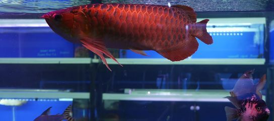 龍魚總在中層游咋回事（龍魚總在中層游咋回事龍魚在水族箱中的游動層可能受到多種影響）