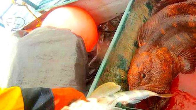 龍魚吃干蝦飼料好不好：龍魚吃干蝦飼料并不是最好的選擇，干蝦飼料也有其局限性