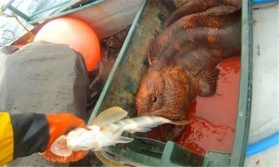 龍魚吃干蝦飼料好不好：龍魚吃干蝦飼料并不是最好的選擇，干蝦飼料也有其局限性
