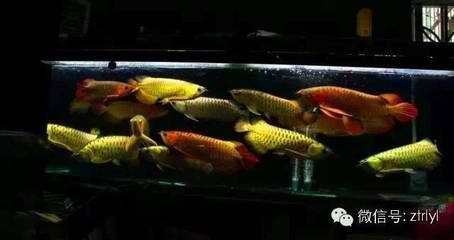 紅龍魚為什么會有金頭蟲呢（紅龍魚為什么會有金頭蟲呢圖片）