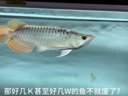 紅龍魚有牙嗎