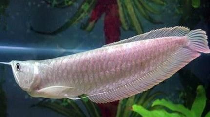 養一條銀龍魚一天得多少錢呀：養一條銀龍魚一天得多少錢