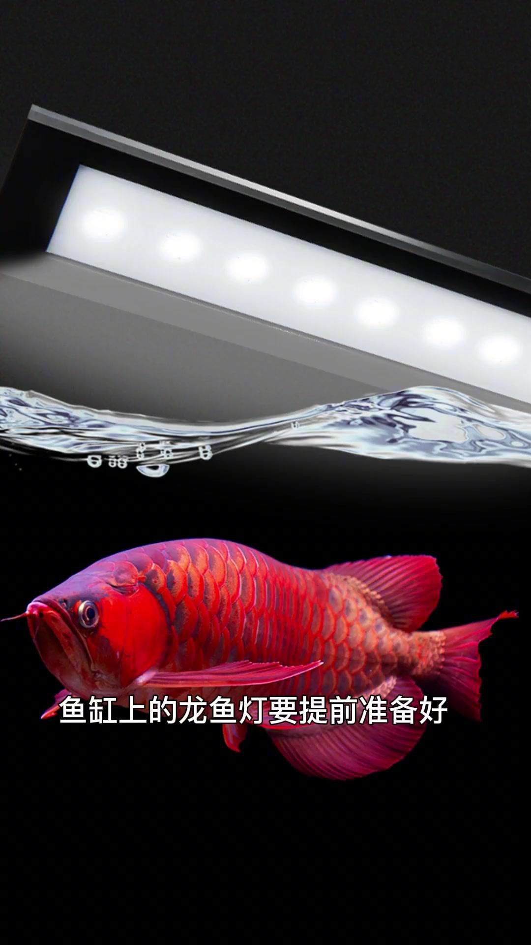 龍魚的最佳飼養(yǎng)環(huán)境是怎樣的？