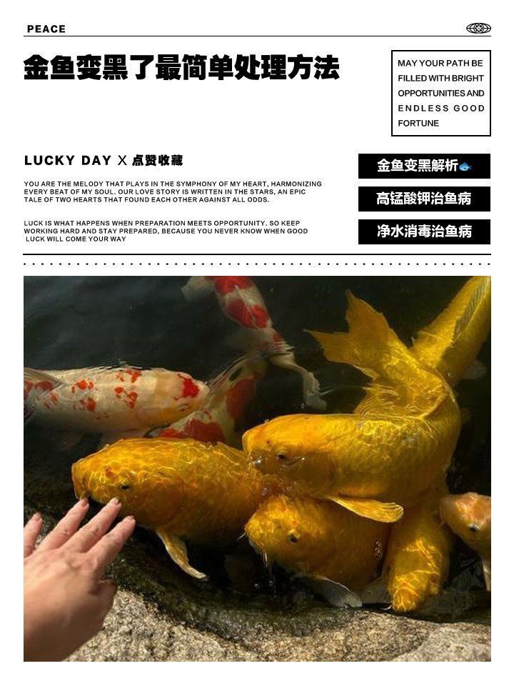 錦鯉大正退墨后最簡單處理方法