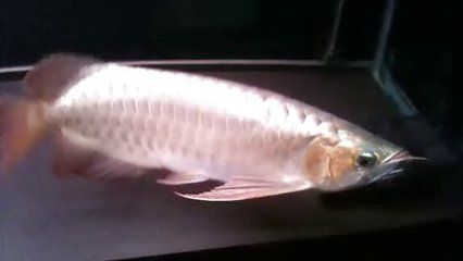 捆龍魚線質(zhì)量怎么樣：捆龍魚線與競品對比評測,