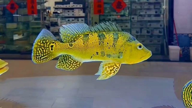 龍魚巴西亞混養視頻