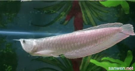 怎么樣養(yǎng)龍魚(yú)長(zhǎng)得快一點(diǎn)：養(yǎng)銀龍魚(yú)的一些基本注意事項(xiàng) 怎么樣養(yǎng)龍魚(yú)長(zhǎng)得快一點(diǎn)：養(yǎng)銀龍魚(yú)的一些基本注意事項(xiàng) 龍魚(yú)百科