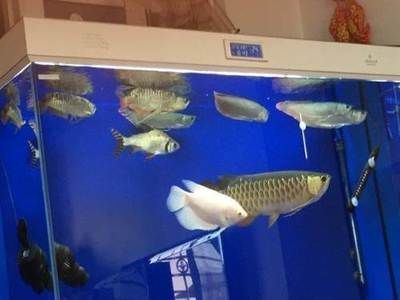 龍魚寄養服務 廣州店：廣州龍魚寄養服務廣州店詳情
