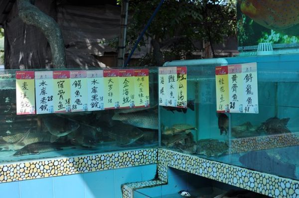 龍魚寄養服務 廣州店：廣州龍魚寄養服務廣州店詳情