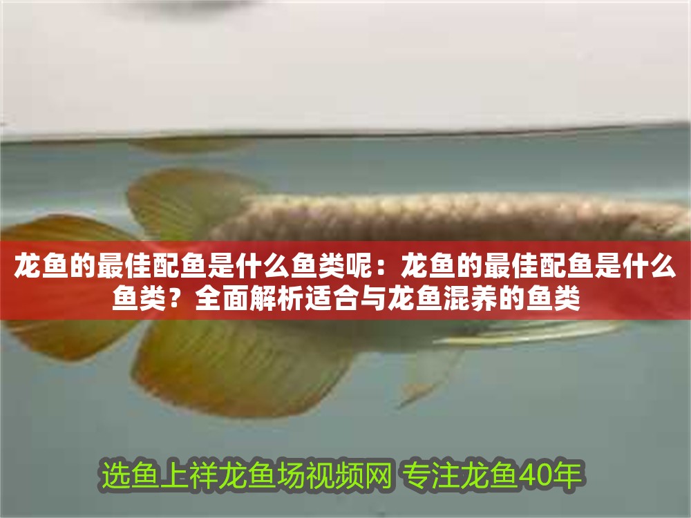 龍魚的最佳配魚是什么魚類呢:龍魚的最佳配魚是什么魚類?全面解析適合與龍魚混養的魚類 龍魚百科 第1張 龍魚的最佳配魚是什么魚類呢:龍魚的最佳配魚是什么魚類?全面解析適合與龍魚混養的魚類 龍魚的最佳配魚是什么魚類呢:龍魚的最佳配魚是什么魚類?全面解析適合與龍魚混養的魚類 龍魚百科 第1張